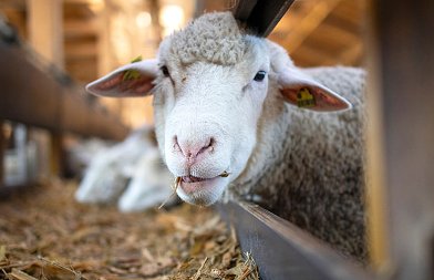 Μέσα στο 2026 έχουν καταγραφεί 125 νέα κρούσματα ευλογιάς και 25 αφθώδους πυρετού