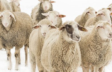 Κρούσμα ευλογιάς έχουμε στην Ιθάκη, στις 486.300 οι θανατώσεις αιγοπροβάτων εξαιτίας της νόσου