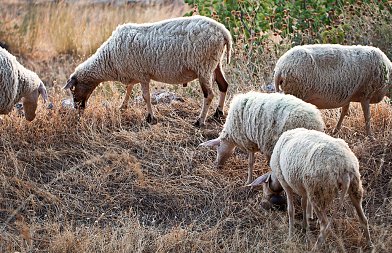 Κρούσματα ευλογιάς σε 7 Περιφερειακές Ενότητες είχαμε από αρχές Φεβρουαρίου
