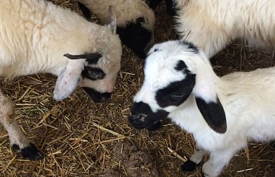 Κόντρα μεταξύ Κουρέτα και Τσιάρα για τον εμβολιασμό των αιγοπροβάτων κατά της ευλογιάς