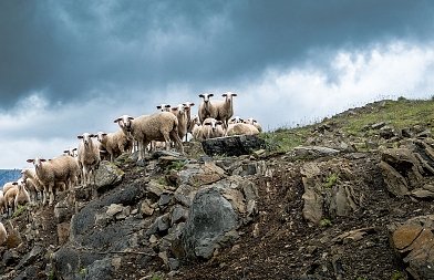 Πόση ήταν η μείωση αιγοπροβάτων στην Κρήτη με νέα «τεχνική λύση» της ΑΑΔΕ, πόσοι πήραν βοσκοτόπια εκτός νησιού
