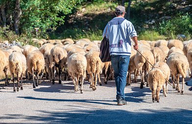Σε μια ημέρα είχαμε πέντε συλλήψεις κτηνοτρόφων επειδή βοσκούσαν τα ζώα τους