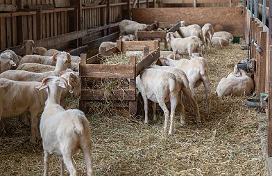 Κώστας Τσιάρας: Χρηματοδοτικά εργαλεία και παρεμβάσεις για την κτηνοτροφία και το 2026