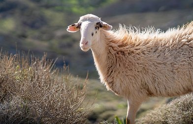 Η ΑΑΔΕ έκανε έλεγχο στον αριθμό αιγοπροβάτων στα Ζωνιανά της Κρήτης, από τους 195 κτηνοτρόφους εμφανίστηκαν μόνο 75
