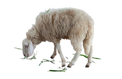 Σύλληψη κτηνοτρόφου, έβγαλε 4 πρόβατα 10 μέτρα έξω από στάβλο, ακόμη 3 συνελήφθησαν στην Λάρισα