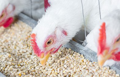 Νέο Δ.Σ. στην Πανελλήνια Ένωση Οργανώσεων Πτηνοτρόφων Παραγωγών