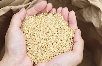 Υψηλή Παραγωγή και Πιέσεις στις Τιμές του Ρυζιού στη Διεθνή Αγορά