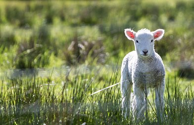 Υποθερμία στα νεογέννητα αμνοερίφια: Ο κίνδυνος του χειμώνα που δεν συγχωρεί