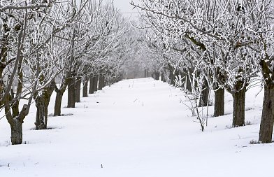 Πώς εξελίσσεται φέτος η συσσώρευση ψύχους – Τι σημαίνει για τις δενδροκαλλιέργειες