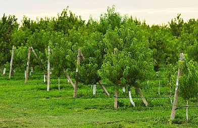 Δεν φταίνε οι αγρότες για τις ξερές και τυφλές βέργες – Να σταματήσει τώρα η μεταφορά ευθυνών στους παραγωγούς