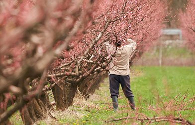 Καλή παραγωγή αναμένουμε φέτος στα ροδάκινα αλλά το κόστος καλλιέργειας είναι πολύ αυξημένο