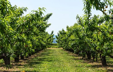 Χρηματοδότηση υπόσχεται το ΥπΑΑΤ σε επιστημονική έρευνα για φαινόμενο «ξερών βεργών», τα συμπτώματα και ποια δέντρα πλήττει