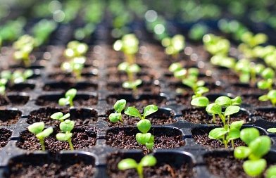 Μεταφύτευση φυτών: τι πρέπει να προσέξει ο παραγωγός για ένα σωστό ξεκίνημα