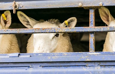 Απολυμάνσεις σε αεροδρόμια και λιμάνια για αφθώδη πυρετό, τι ζητάνε κτηνοτρόφοι