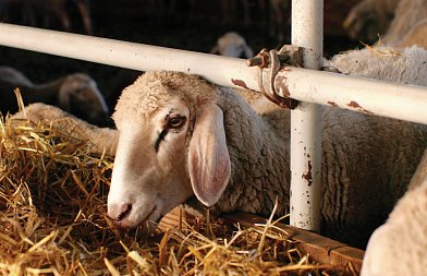 Κλείνει συμφωνίες στα 1,60 και βλέπει τα 1,70 το αιγοπρόβειο γάλα, που είναι οι τιμές στο κρέας και τις ζωοτροφές