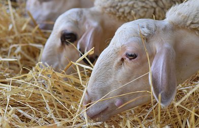 Συναγερμός για ύποπτο κρούσμα ευλογιάς προβάτων σε εκτροφή στην Πρέβεζα