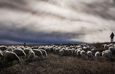 Σύλληψη κτηνοτρόφου γιατί έβοσκε 100 πρόβατα στα 250 μέτρα έξω από την στάνη του