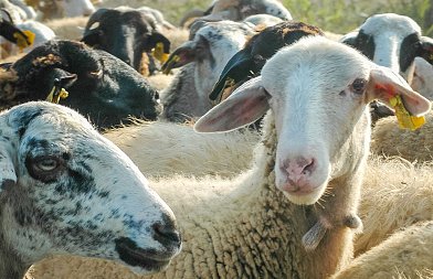 Παρουσίασε στην Βουλή ο Τσιάρας την απάντηση Βάρχελι για εμβόλιο ευλογιάς, τι αναφέρει