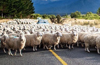 Ευλογιά: Πυρά κυβέρνησης – κτηνοτρόφων για το εμβόλιο – Αντιπαραθέσεις για τη διαχείριση της ευλογιάς στη Βουλή