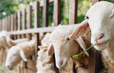 Ενιαίο σύστημα σήμανσης και ιχνηλασιμότητας πρότεινε να νομοθετηθεί ο καθηγητής Κτηνιατρικής, Γ. Αρσένος