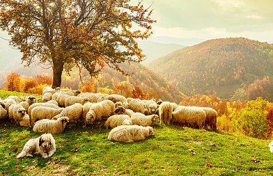 Τα μέτρα στήριξης κτηνοτρόφων για αφθώδη πυρετό, είναι νωρίς για εμβολιασμό λέει το ΥπΑΑΤ