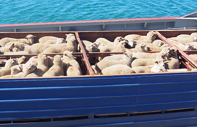 Συνελήφθησαν 3 κτηνοτρόφοι στην Ναύπακτο γιατί μετέφεραν 36 πρόβατα και 8 αρνιά