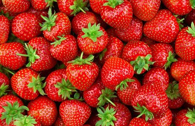 Θερμοκηπιακή φράουλα: Ξεκίνησαν οι πρώτες κοπές