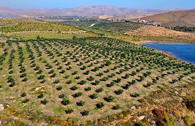 Από την έρημο στο οικοσύστημα: Το εγχείρημα στο Σίγρι της Λέσβου που έγινε πρότυπο