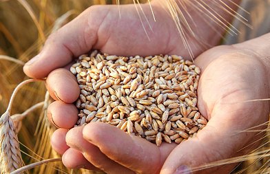 Καλές προοπτικές για την φετινή παραγωγή σιτηρών της Τουρκίας, αύξηση εκτάσεων σε σκληρό σιτάρι