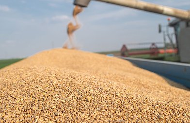 Τιμές που αγόρασε η Τυνησία μαλακό και σκληρό, προβλέψεις παραγωγής και εαρινές φυτεύσεις σιταριού στον Καναδά