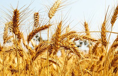Καναδάς: Προβλέψεις για φετινή παραγωγή σιταριού, κριθαριού και καλαμποκιού