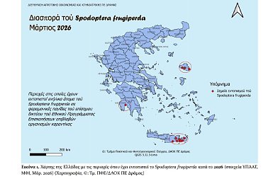 Spodoptera frugiperda: Επιβλαβής οργανισμός καραντίνας – τι ισχύει και τι πρέπει να γνωρίζουν οι παραγωγοί