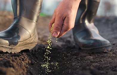 Έστησε κομπίνα με πλαστά παραστατικά σπόρων σποράς για να εισπράττουν ενισχύσεις από ΟΠΕΚΕΠΕ