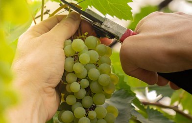 Με τιμή 1,70 ευρώ ξεκίνησε η φετινή συγκομιδή πρώιμων επιτραπέζιων σταφυλιών