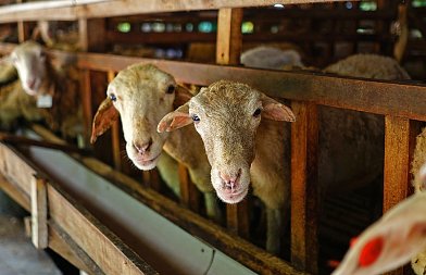 Η μάστιγα της ευλογιάς και του αφθώδους πυρετού: Το χρονικό της αποτυχίας και το θρίλερ του εμβολιασμού