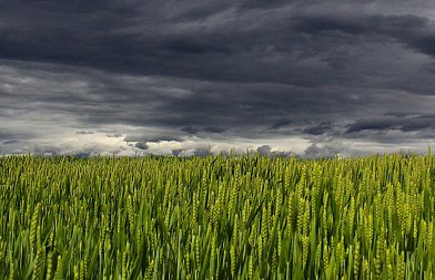 Ήρα στα χειμερινά σιτηρά: Το στοίχημα της ορθής διαχείρισης