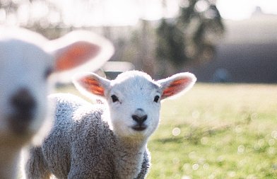 Η σωστή διατροφή για υγιή αρνιά: από τη γέννα ως τον απογαλακτισμό