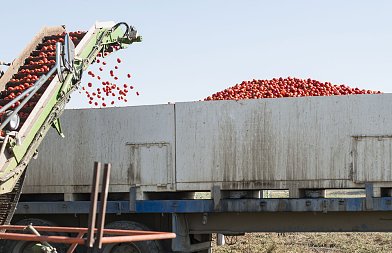 «Κλείδωσαν» οι συνδεδεμένες για βιομηχανική τομάτα, πορτοκάλι χυμοποίησης και κορινθιακή σταφίδα – Αναλυτικά τα ποσά