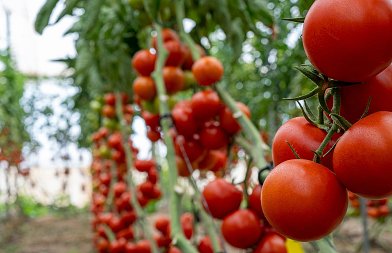 Αυξημένη προσφορά και μειωμένη ζήτηση για τις ντομάτες, που κυμαίνονται οι τιμές τους