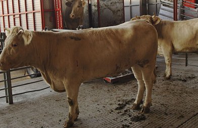 2-4 Φεβρουαρίου Εκπαιδευτικό σεμινάριο για μεταφορείς ζώντων ζώων: Όσα πρέπει να γνωρίζουν οι ενδιαφερόμενοι