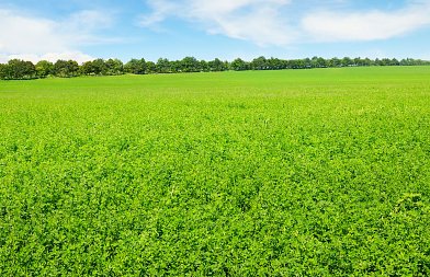 Τριφύλλια: Διαχείριση της καλλιέργειας για παραγωγή ποιοτικής ζωοτροφής