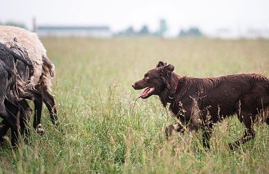 Ημερίδα για κακοποίηση των ζώων διοργάνωσε το ΓΕΩΤΕΕ Παράρτημα Ανατολικής Στερεάς