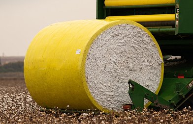 Βαμβάκι: Λευκός χρυσός με ζόρια - Τι είπε ο πρόεδρος Διεπαγγελματικής Βάμβακος στην Αγροτική Διακομματική Επιτροπή της Βουλής