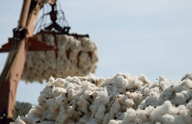 Βαμβάκι στα Φάρσαλα: Καλή εικόνα στα χωράφια – Η ζυγαριά θα δείξει την τελική απόδοση