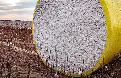 Μετά τη συγκομιδή του βαμβακιού: γιατί οι μετασυλλεκτικές εργασίες είναι κρίσιμες