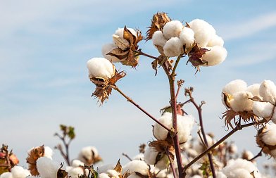 Αυξημένη προσφορά και μειωμένη ζήτηση βλέπει φέτος στο βαμβάκι η ICAC, αποχωρούν παραγωγοί από την καλλιέργεια