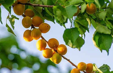 Προφυτρωτικό και πρώιμα μεταφυτρωτικό ζιζανιοκτόνο για αμπέλι και δενδρώδεις καλλιέργειες