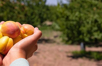 Που κυμάνθηκαν φέτος οι τιμές στις επιτραπέζιες ποικιλίες βερικόκων και στα βιομηχανικά Μπεμπέκου