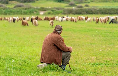Συνελήφθη 69χρονος κτηνοτρόφος στην Λέσβο γιατί έβγαλε από τον στάβλο 480 πρόβατα