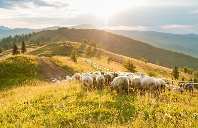 Μετά από καταγγελία συνέλαβαν βοσκό στην Θεσσαλονίκη για παράνομη βόσκηση 10 προβάτων χωρίς ενώτια